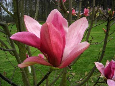 Daybreak Magnolia