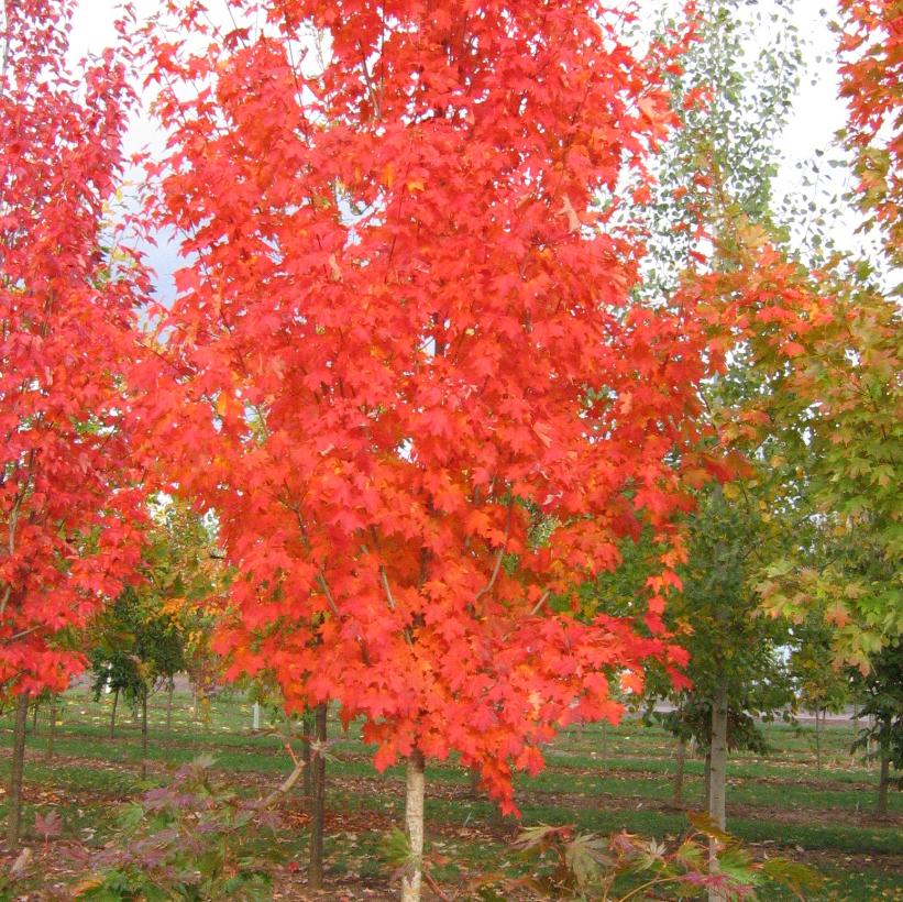 Autumn Fest® Sugar Maple