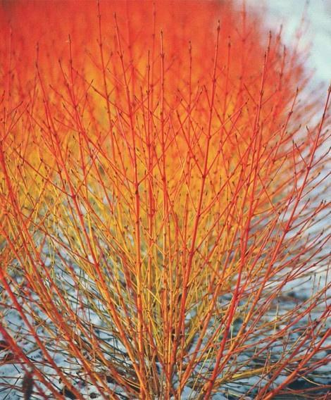 Midwinter Fire Dogwood