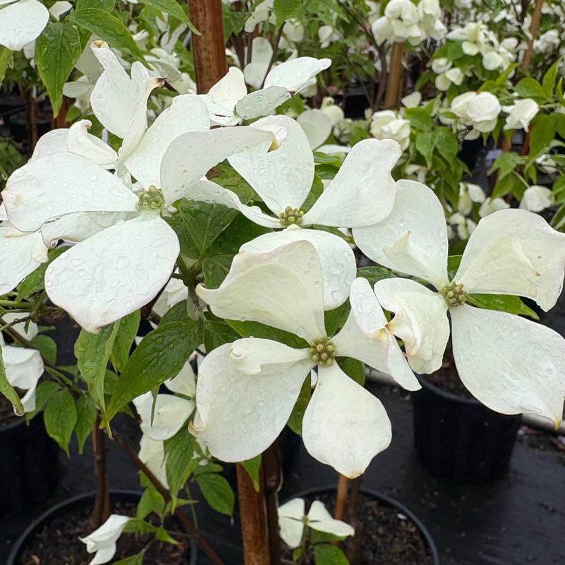 Constellation Dogwood