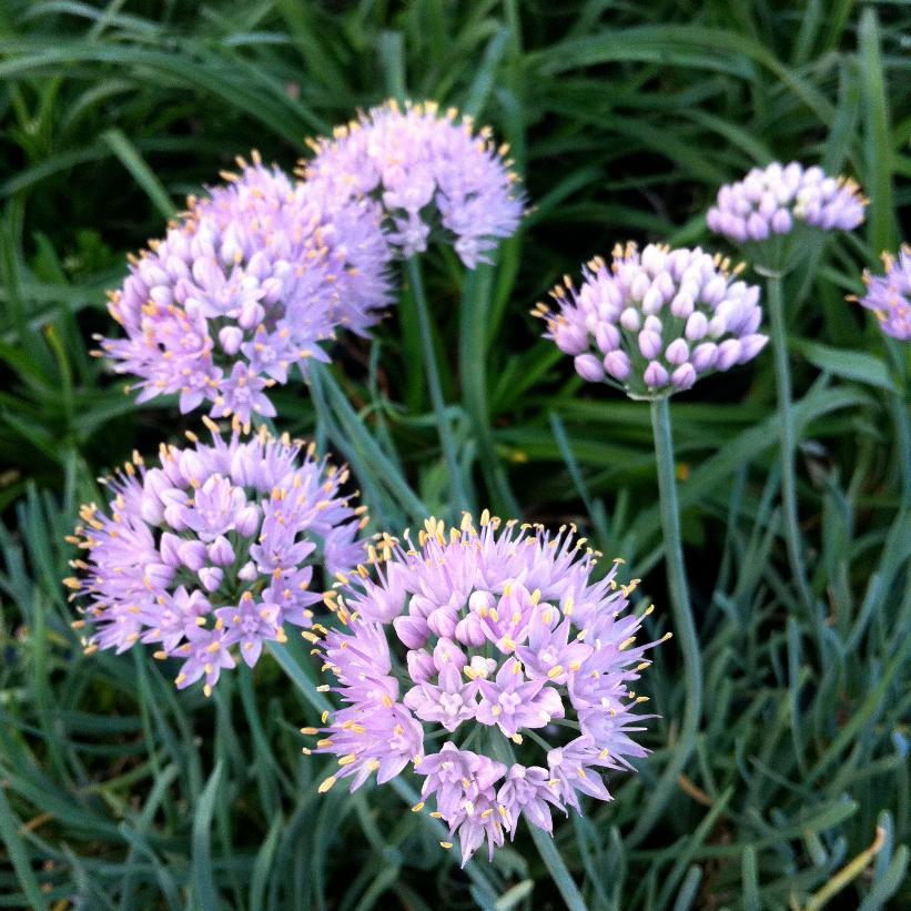 Pink Curly Onion, Corkscrew Onion