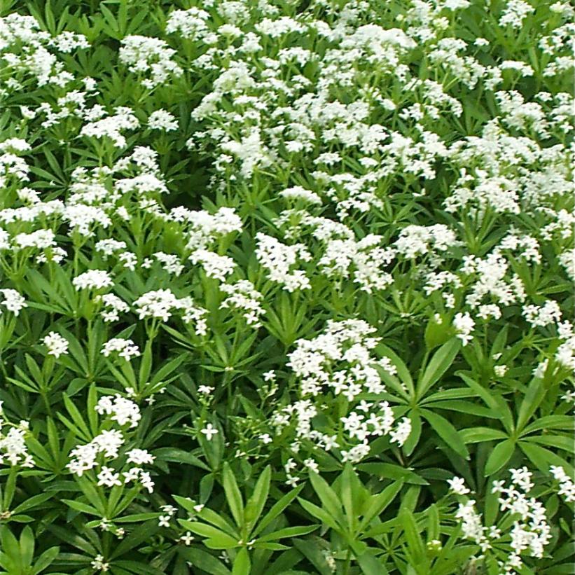 Sweet Woodruff