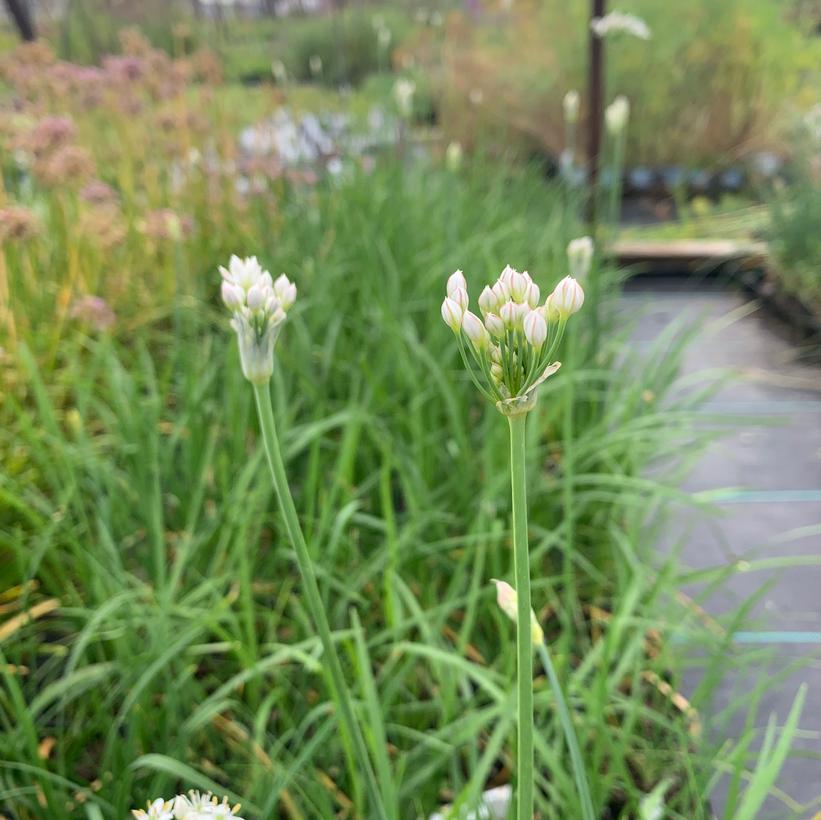 Garlic Chives, Chineses Chives - Allium tuberosum