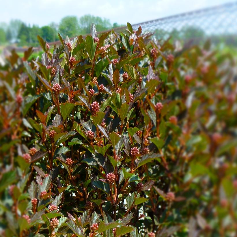 Donna May Little Devil™ Dwarf Ninebark