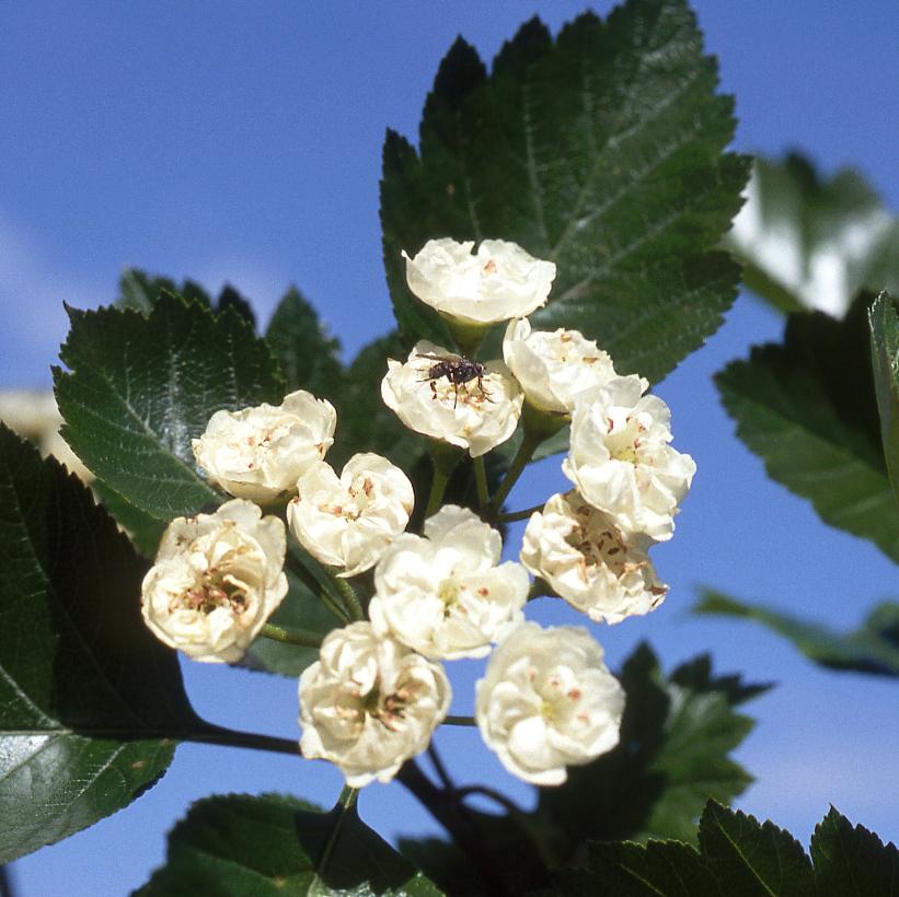 Snowbird Hawthorn