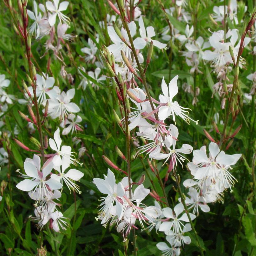 Whirling Butterflies Gaura, Butterfly Gaura, Bee Blossom