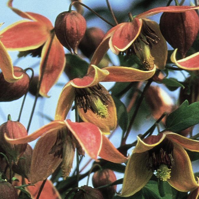 My Angel® Golden Clematis