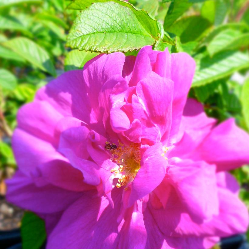 Hansa Rose