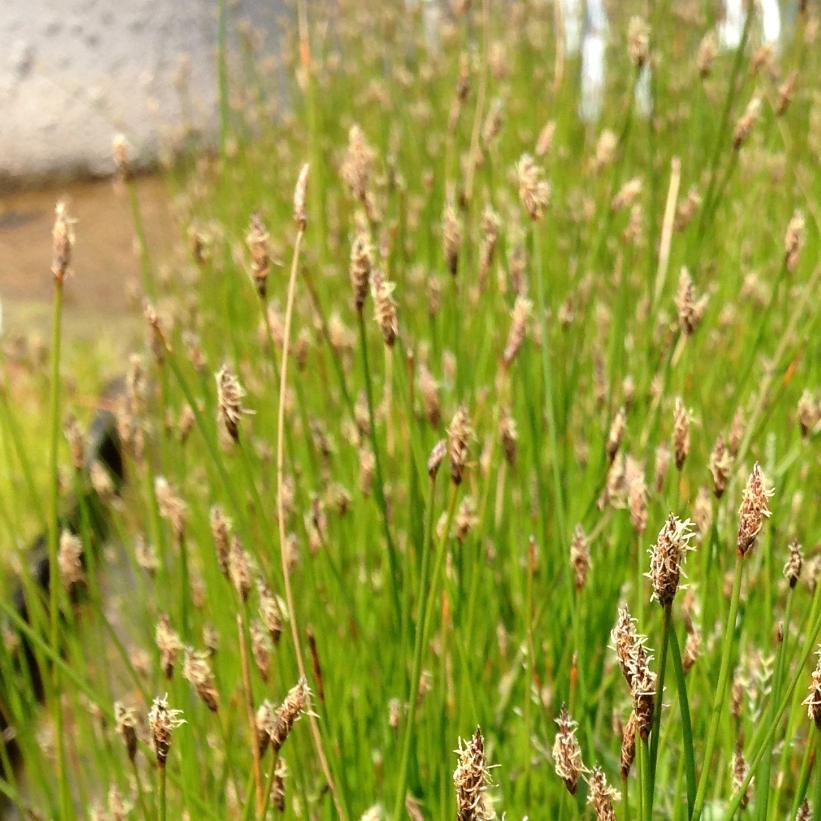 Common Spikerush