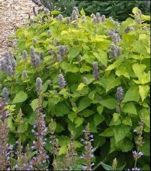 Golden Jubilee Hyssop