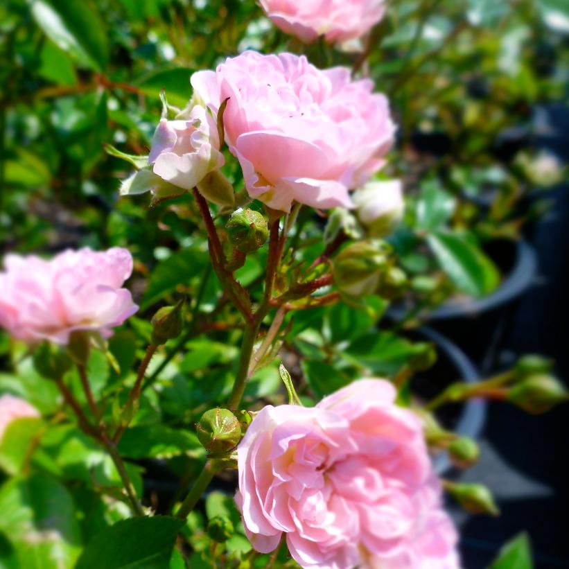 The Fairy Rose