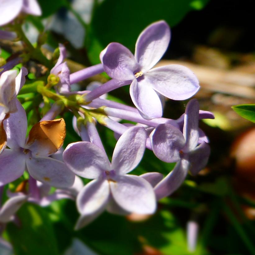 Prairie Petite Lilac