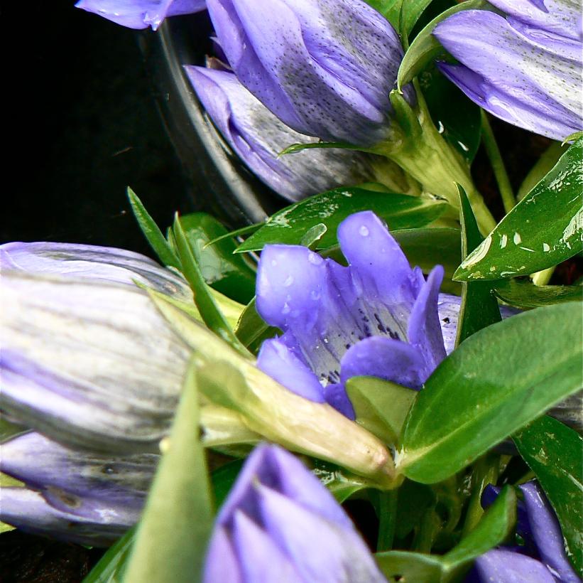 True Blue Gentian