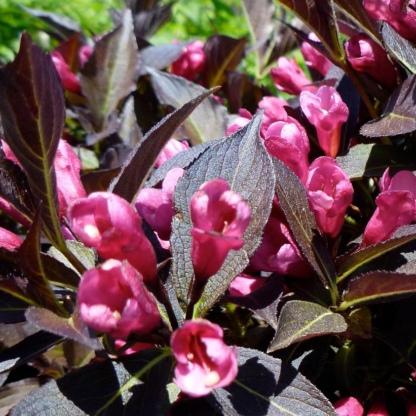 Bokraspiwi Spilled Wine® Weigela