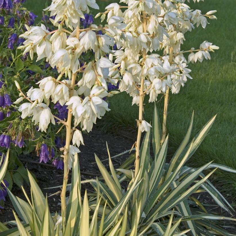 Colour Guard Yucca