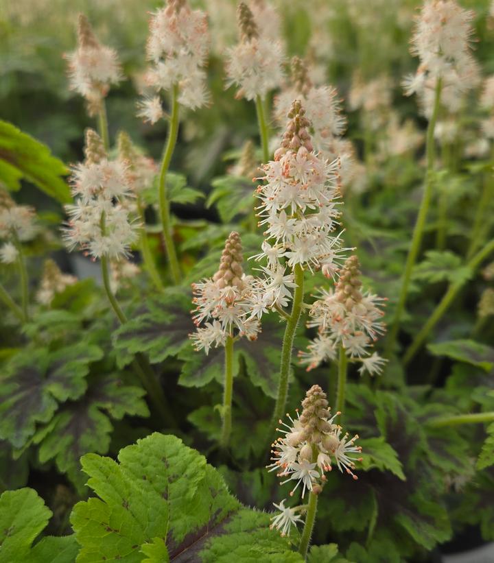 Fingerpaint Foamflower