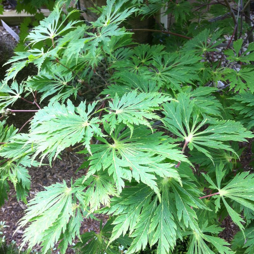 Fern Leaf Japanese Maple, Full Moon Japanese Maple - Acer japonicum &