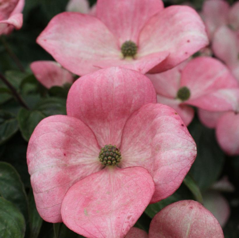 Schmred Heart Throb® Dogwood