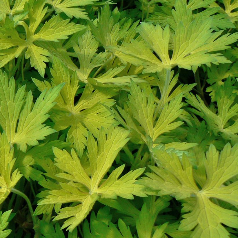 Blue Sunrise Geranium