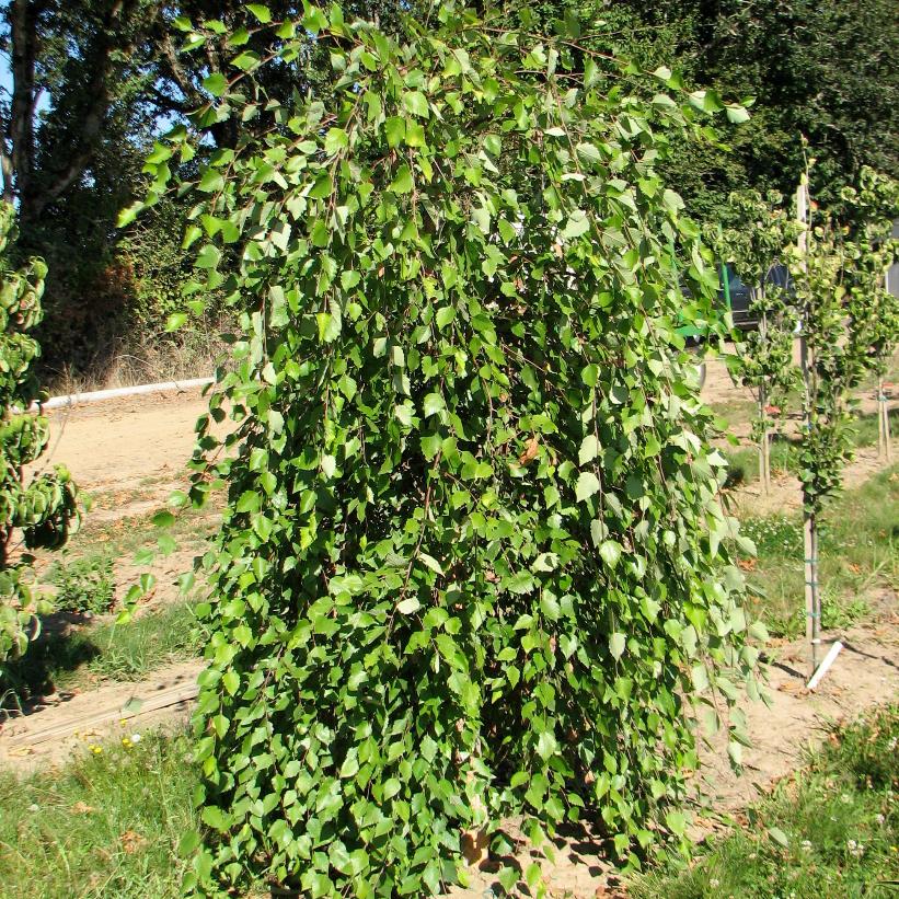 Summer Cascade Birch