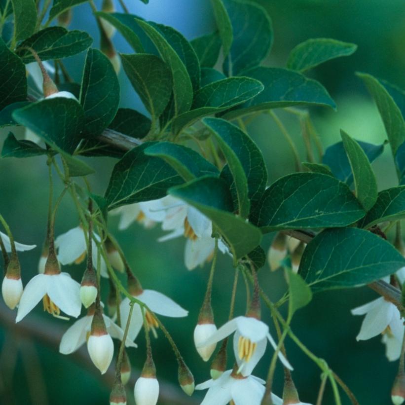 Japanese Snowbell