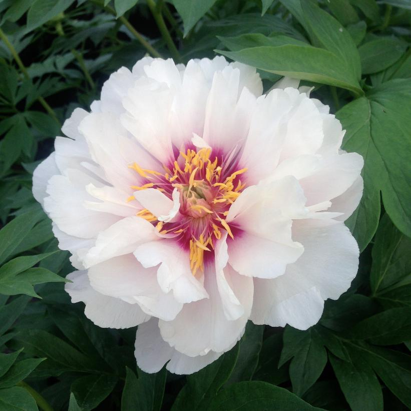Cora Louise Intersectional Peony