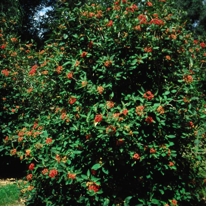 Alleghany Viburnum