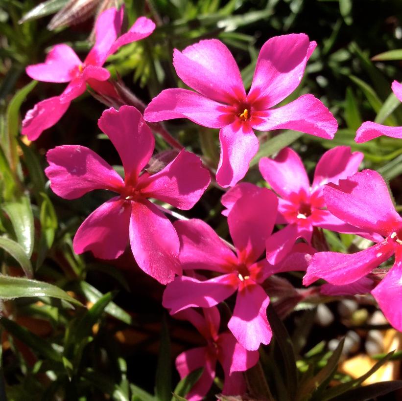 Moss Phlox