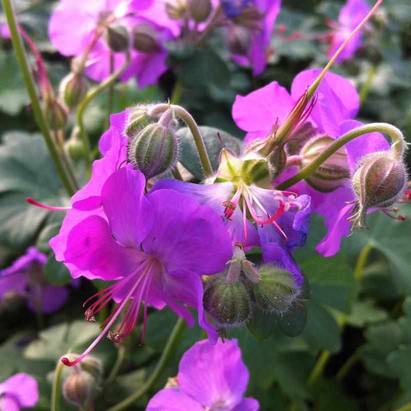 Dwarf Cranesbill - Geranium x cantabrigiense &
