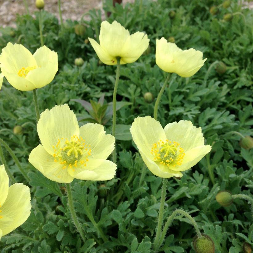 Iceland Poppy, Arctic Poppy - Papaver miyabeanum &