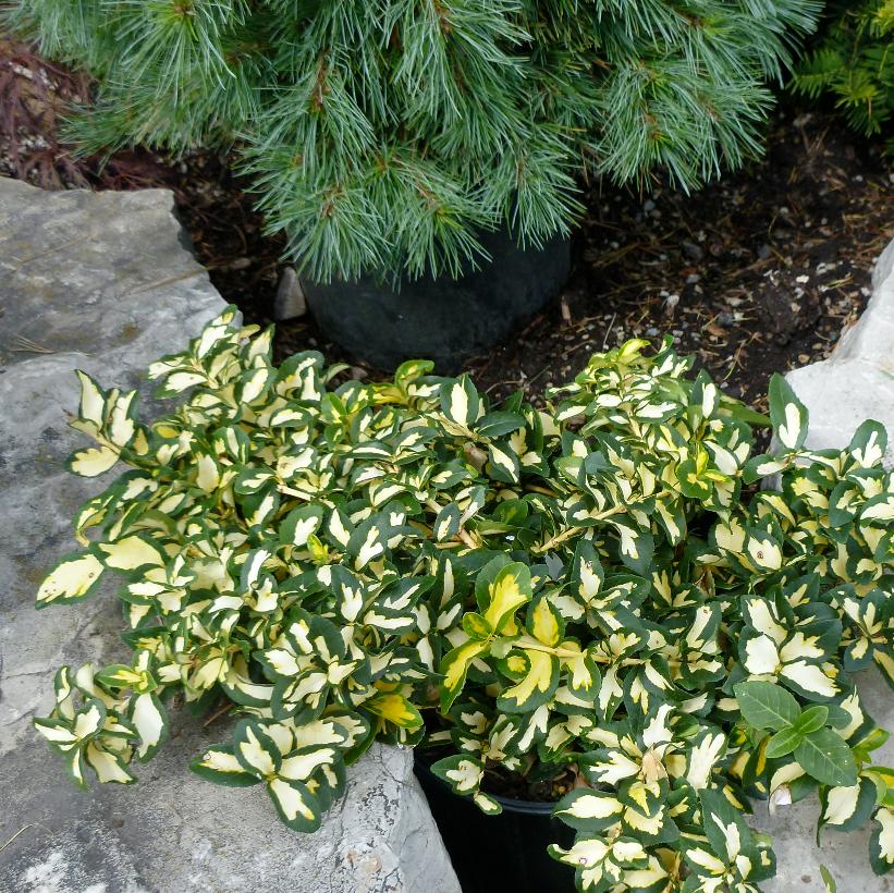 Moonshadow Euonymus, Moonshadow Wintercreeper