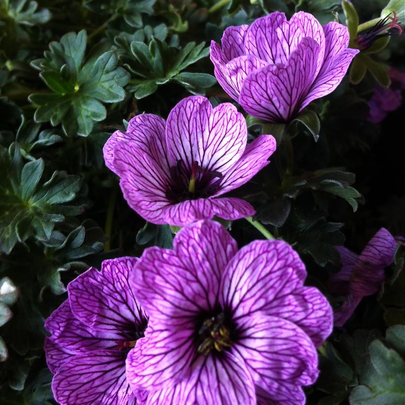Ballerina Dwarf Cranesbill, Grayleaf Cranesbill