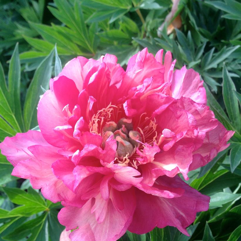 Julia Rose Intersectional Peony