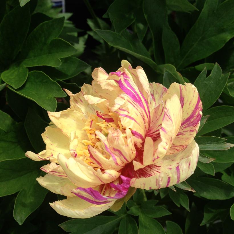 Lollipop Intersectional Peony