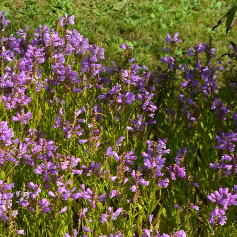 Obedient Plant, False Dragonhead