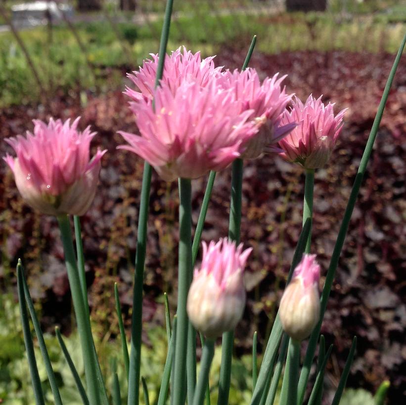 Rising Star Ornamental Onion