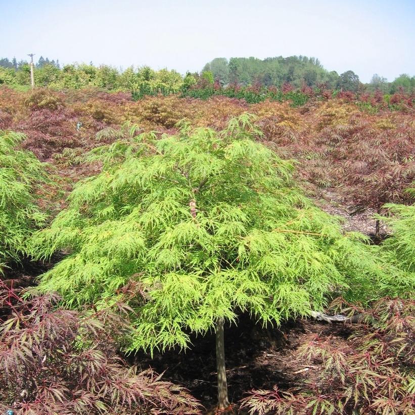 Waterfall Japanese Maple - Acer palmatum dissectum &