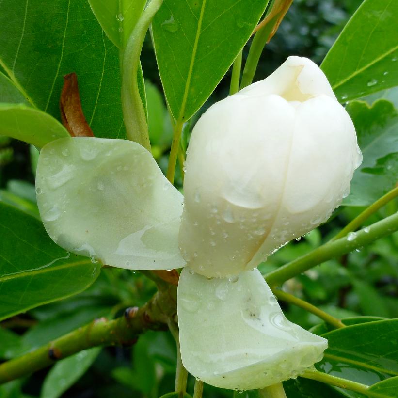 Moonglow® Sweetbay Magnolia