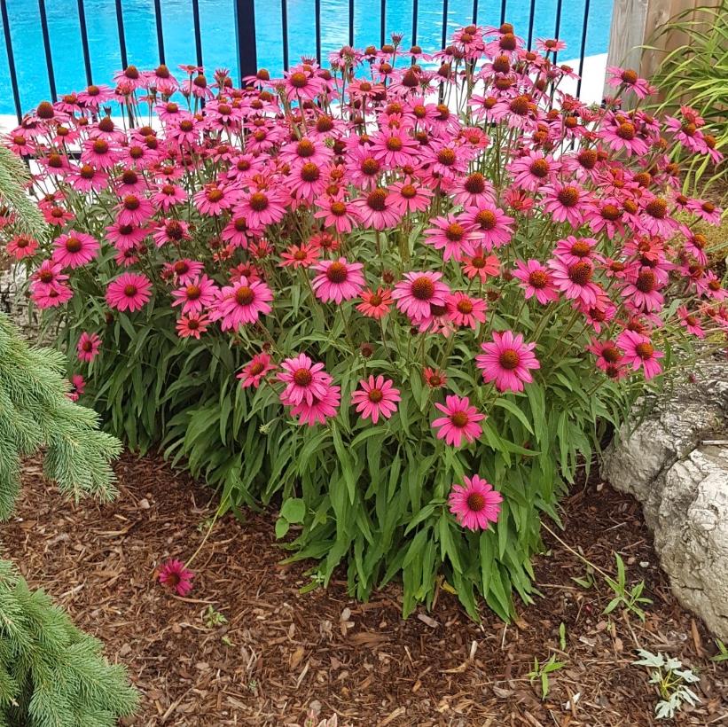 Glowing Dream Coneflower