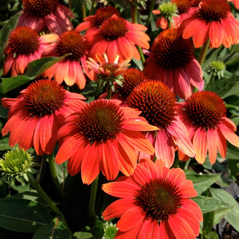 Hot Coral Coneflower, Coneflower