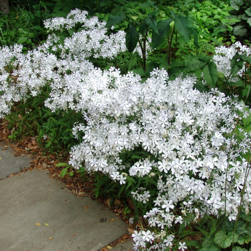 May Breeze Woodland Phlox