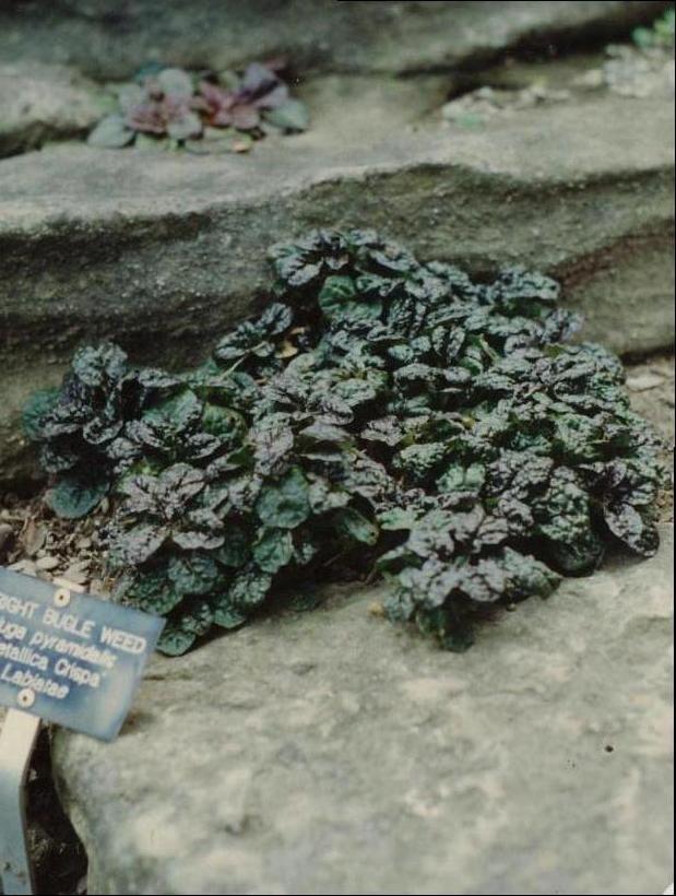 Pyramidal Bugleweed, Bugleweed