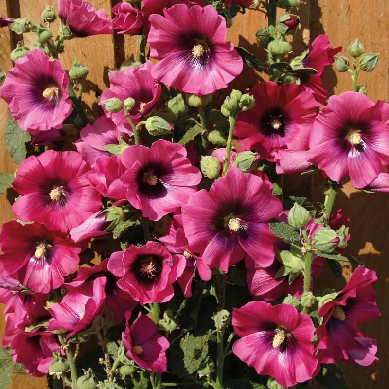 Cerise Hollyhock