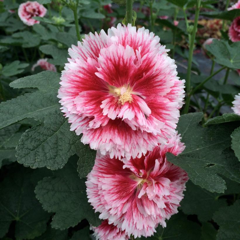 Fiesta Time Hollyhock