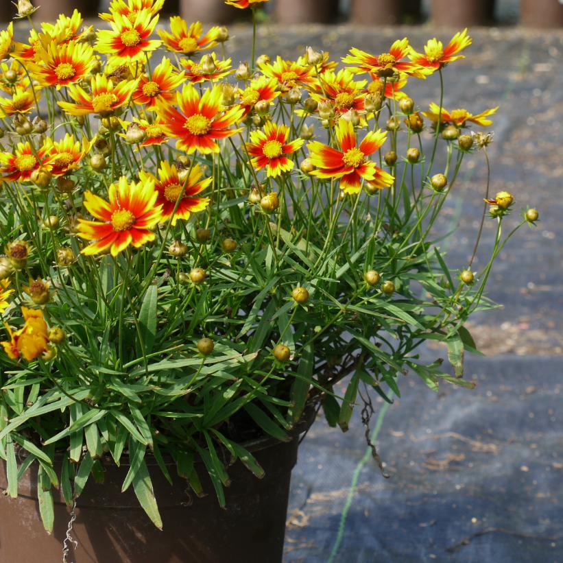 Daybreak Tickseed