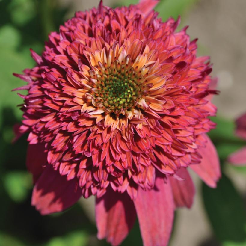 Bubble Gum Coneflower