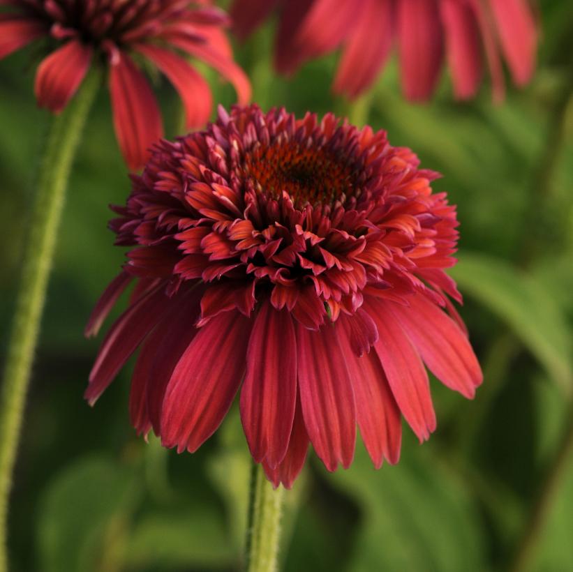 Raspberry Coneflower, Coneflower