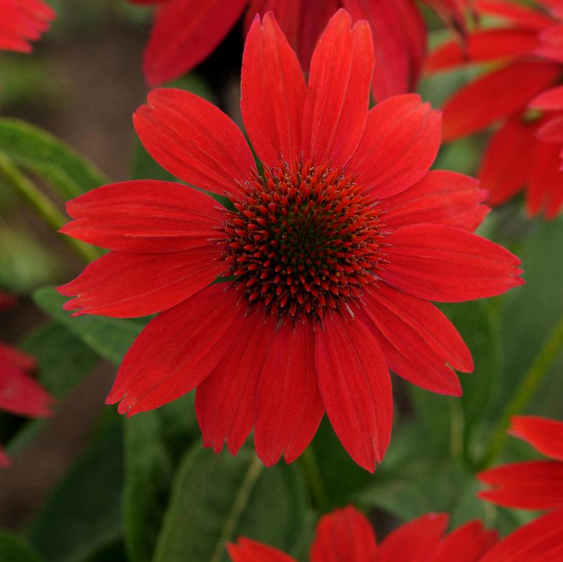 Salsa Red Coneflower