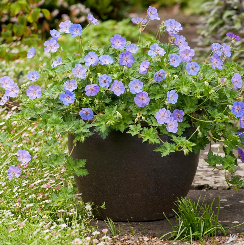 Azure Rush Cranesbill, Geranium