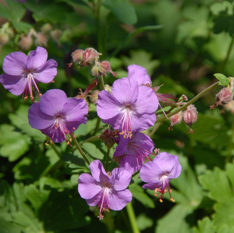 Karmina Dwarf Cranesbill